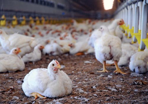 Essential Animal Husbandry Practices for Successful Poultry Farming