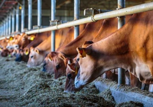 The Critical Role of Animal Nutrition in Effective Animal Husbandry