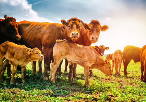 The Role of Animal Breeding in Advancing Livestock Quality in Animal Husbandry