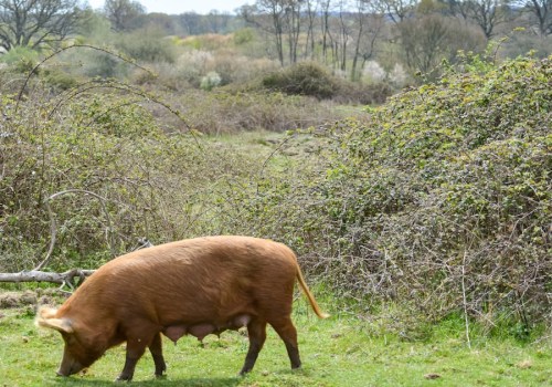 The Environmental Impact of Animal Husbandry: Understanding the Balance