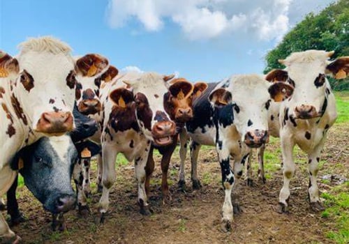 Exploring Ethical Considerations in Animal Husbandry Practices