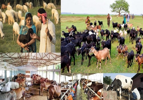 The Impact of Cultural Beliefs and Traditions on Animal Husbandry Practices