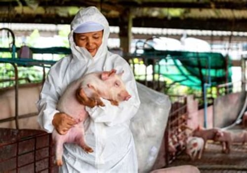 Essential Animal Husbandry Practices for Raising Healthy Pigs