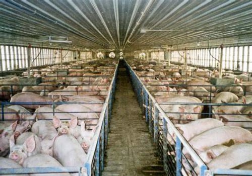 The Effects of Industrialization on Animal Husbandry Practices