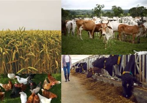 Exploring the Interconnection Between Agriculture and Animal Husbandry