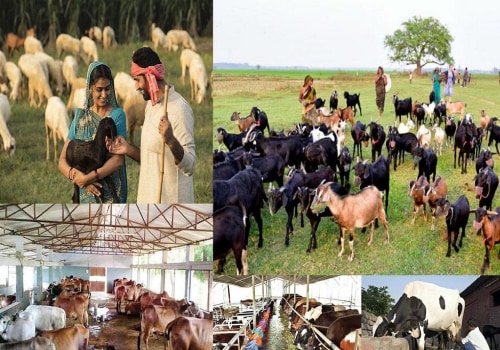 Exploring the Influence of Consumer Demand on Animal Husbandry Practices