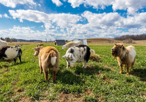 Understanding the Role of Animal Husbandry in Sustainable Agriculture