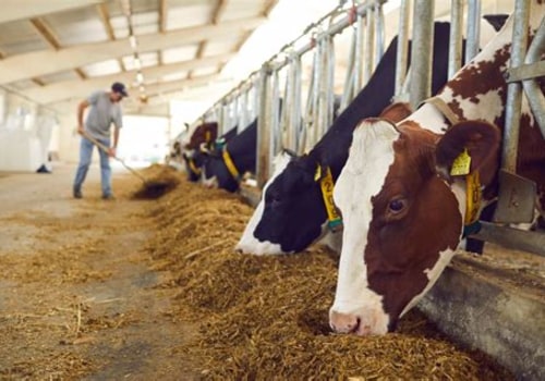 Exploring the Evolution of Animal Husbandry: Traditional vs. Modern Practices