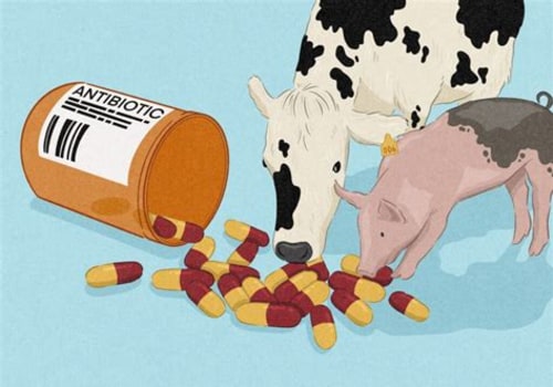 The Role of Antibiotics and Hormones in Modern Animal Husbandry Practices