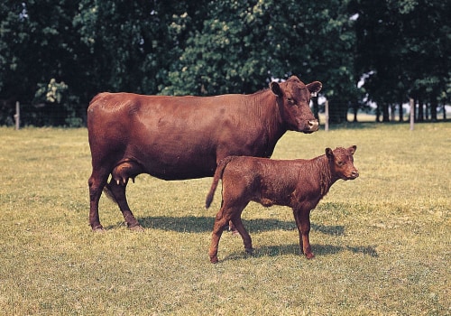 Understanding the Impact of Genetics on Selective Breeding in Animal Husbandry