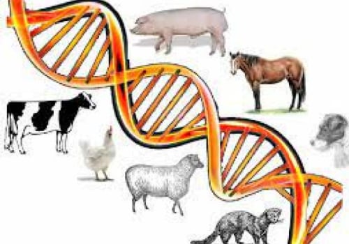 Understanding the Role of Genetics in Animal Husbandry