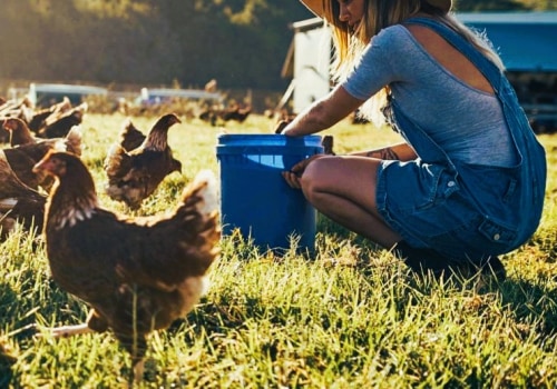 Sustainable Practices in Animal Husbandry: A Path to Responsible Farming