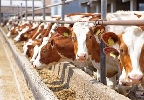 Effective Animal Husbandry Techniques for Disease Prevention