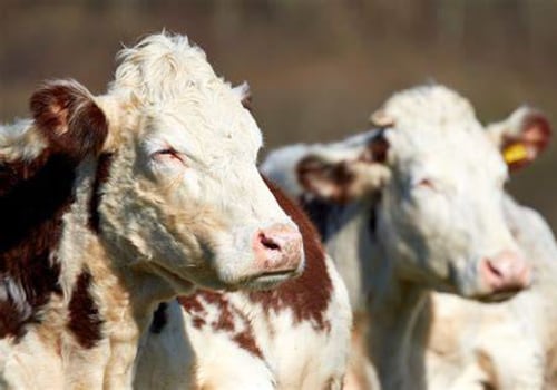 The Impact of Climate Change on Animal Husbandry Practices