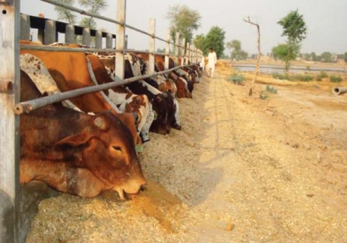 Understanding the Challenges Faced by Animal Husbandry Farmers
